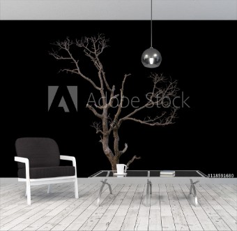 Picture of Dead tree on black background